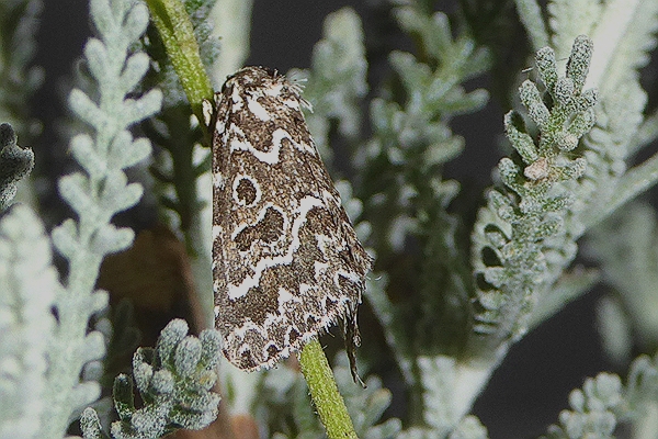 Alvaradoia numerica, Noctuidae